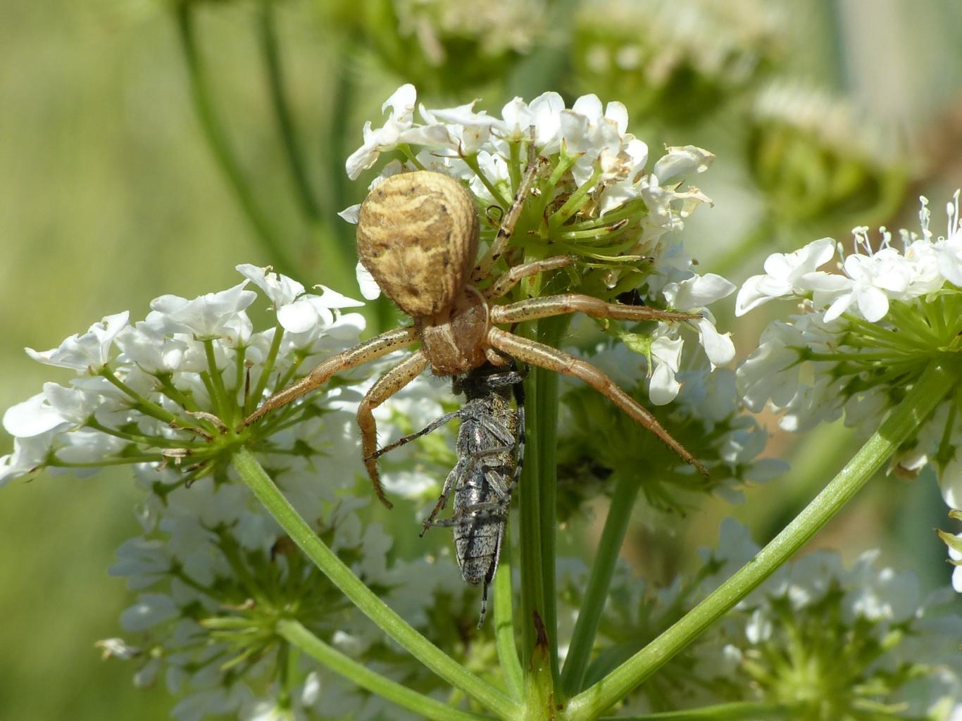 Xysticus sp. con preda (Agapanthia sp.) - Tolfa (RM)